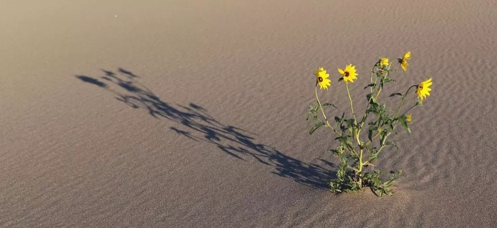 girasoli