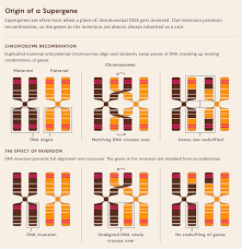 supergene