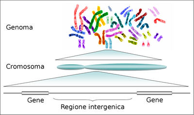 genoma 1