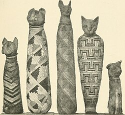 gatto6
