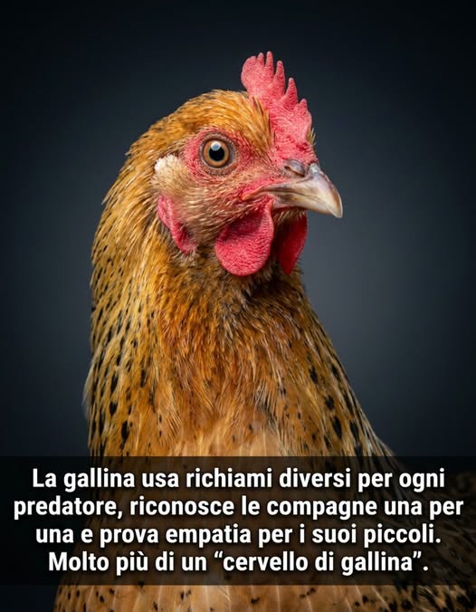 gall