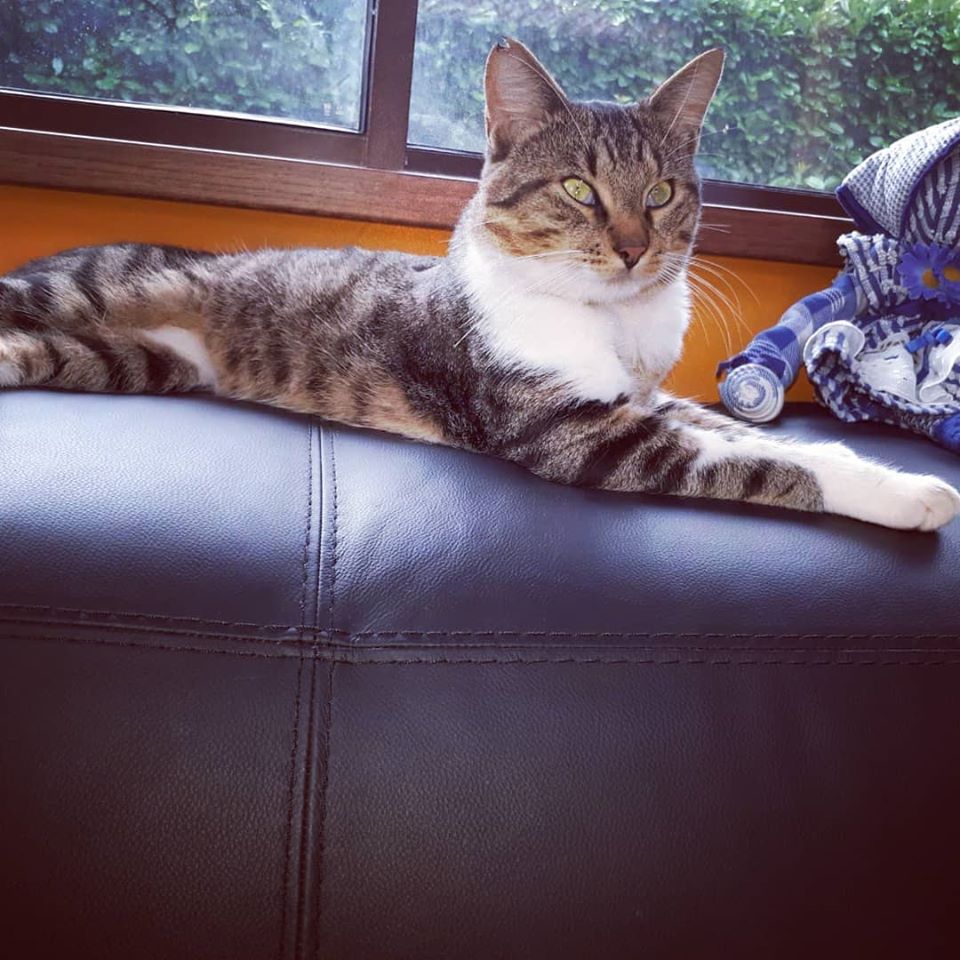 zampa